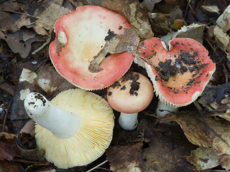 Russula laeta